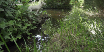 Ultra lenta. Frida y la libélula