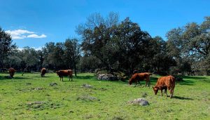 Castilla-La Mancha ha abonado este año 57 millones de euros a la agricultura ecológica, ayudando a quienes se esfuerzan por conservar el entorno