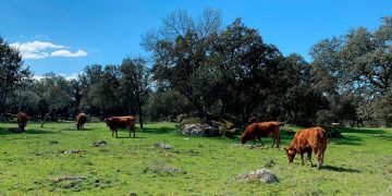 Castilla-La Mancha ha abonado este año 57 millones de euros a la agricultura ecológica, ayudando a quienes se esfuerzan por conservar el entorno
