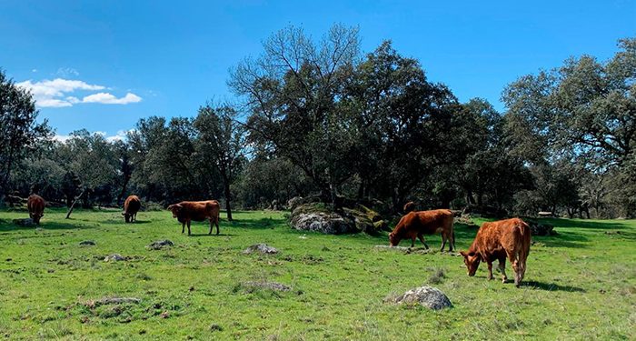 Castilla-La Mancha pedirá a Europa que la agricultura ecológica forme parte del primer pilar de la Política Agraria Común 1 Castilla-La Mancha ha abonado este año 57 millones de euros a la agricultura ecológica, ayudando a quienes se esfuerzan por conservar el entorno