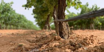 Castilla-La Mancha pone a disposición de los agricultores 3,9 millones de euros de ayudas para que mejoren energéticamente sus explotaciones