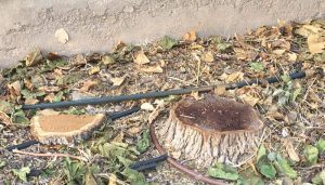 El PP de Tarancón denuncia la tala de árboles indiscriminada en la localidad y pide explicaciones al alcalde por destruir el patrimonio natural del municipio