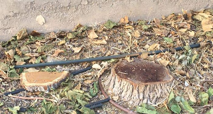 El PP de Tarancón denuncia la tala de árboles indiscriminada en la localidad y pide explicaciones al alcalde por destruir el patrimonio natural del municipio