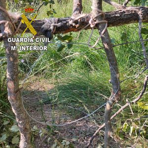 El SEPRONA denuncia a un vecino de Romancos por usar medios prohibidos de caza