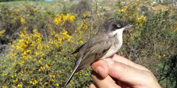 Estación de anillamiento científico de aves ‘Hortensis’ en Torremocha de Jadraque