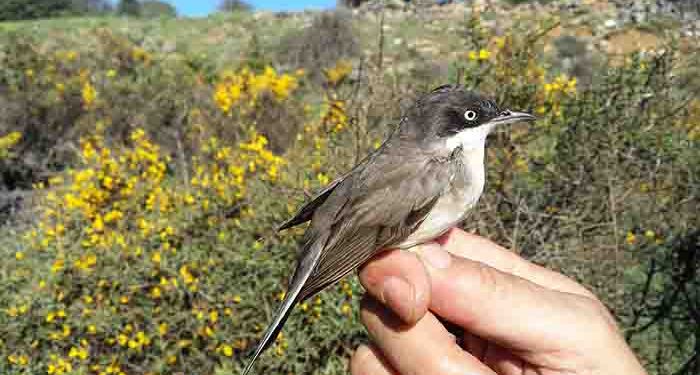 Estación de anillamiento científico de aves 'Hortensis' en Torremocha de Jadraque 1 Estación de anillamiento científico de aves 'Hortensis' en Torremocha de Jadraque