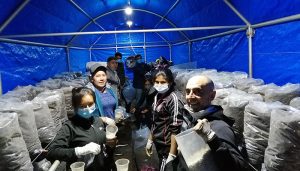 Finaliza con gran éxito el proyecto piloto de cultivo de champiñón impulsado por Adiman en Bolivia