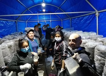 Finaliza con gran éxito el proyecto piloto de cultivo de champiñón impulsado por Adiman en Bolivia