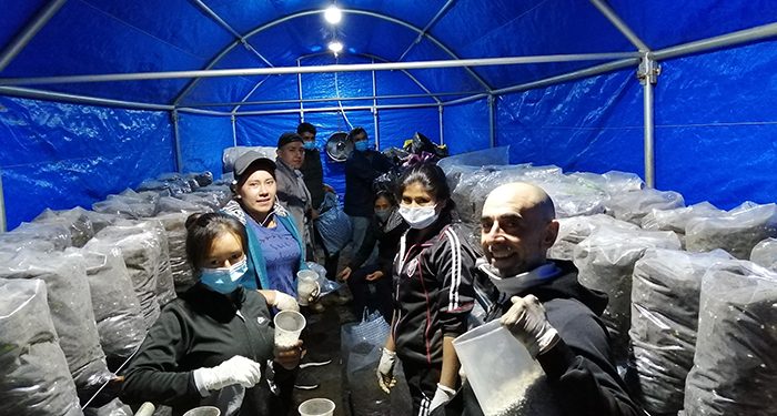Finaliza con gran éxito el proyecto piloto de cultivo de champiñón impulsado por Adiman en Bolivia