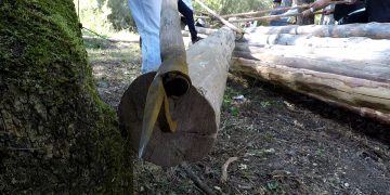 Maderadas por el río Cuervo. Segunda parte