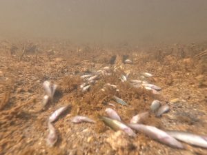 Un informe de Greenpeace señala el trasvase del Tajo-Segura como el origen de la extrema situación que vive el Mar Menor