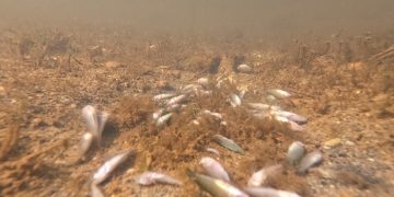 Un informe de Greenpeace señala el trasvase del Tajo-Segura como el origen de la extrema situación que vive el Mar Menor