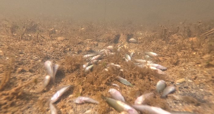 Un informe de Greenpeace señala el trasvase del Tajo-Segura como el origen de la extrema situación que vive el Mar Menor 1 Un informe de Greenpeace señala el trasvase del Tajo-Segura como el origen de la extrema situación que vive el Mar Menor