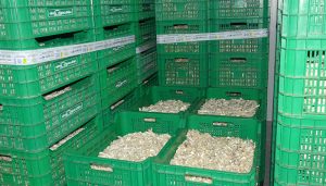 La patronal conquense enfatiza el ritmo imparable de las exportaciones que ya crecen un 33%