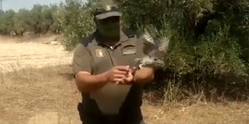 Liberan un mochuelo tras ser recuperado en el Centro de Recuperación de Fauna de Guadalajara