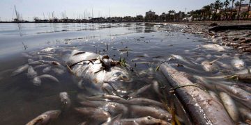 “Salvad el Tajo, salvad el Mar Menor”, los Ribereños señalan de nuevo el origen del problema tras una nueva mortalidad de peces que ha afectado a la albufera murciana