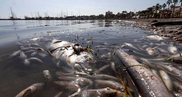 “Salvad el Tajo, salvad el Mar Menor”, los Ribereños señalan de nuevo el origen del problema tras una nueva mortalidad de peces que ha afectado a la albufera murciana