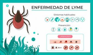 Compromís pide al Gobierno más medidas para la creciente enfermedad de Lyme causada por las garrapatas