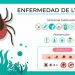 Compromís pide al Gobierno más medidas para la creciente enfermedad de Lyme causada por las garrapatas