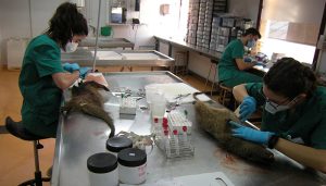 El IREC obtiene el XIII Premio Fondena en reconocimiento a su labor de investigación para el uso sostenible de la caza