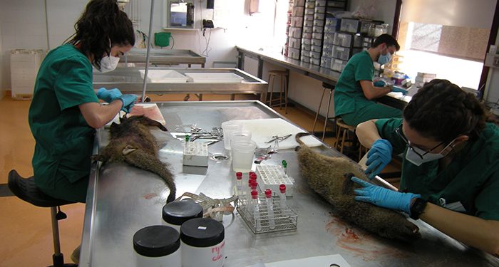 El IREC obtiene el XIII Premio Fondena en reconocimiento a su labor de investigación para el uso sostenible de la caza