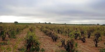 Hora de analizar los daños provocados por la tormenta en las viñas de la Manchuela en el comienzo de la vendimia