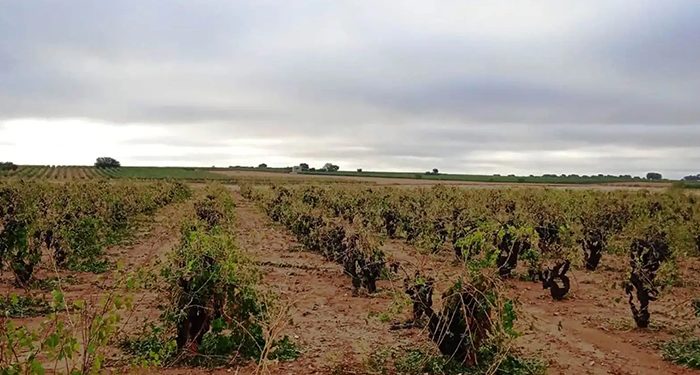 Hora de analizar los daños provocados por la tormenta en las viñas de la Manchuela en el comienzo de la vendimia