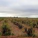 El Gobierno de Castilla-La Mancha promociona las Rutas del Vino como atractivo turístico de la región en ‘FINE 2022’ en Valladolid 5 Hora de analizar los daños provocados por la tormenta en las viñas de la Manchuela en el comienzo de la vendimia