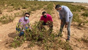 La DANA a su paso por la provincia de Cuenca a arrasado más de 5.500 hectáreas de viñas
