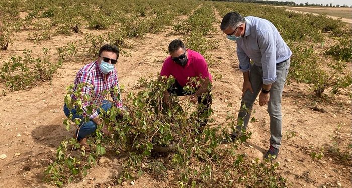 La DANA a su paso por la provincia de Cuenca a arrasado más de 5.500 hectáreas de viñas