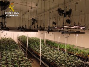 La Guardia Civil de Cuenca localiza una nave con más de 1400 plantas de marihuana en el Polígono Los Palancares