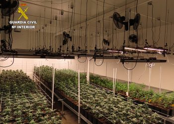 La Guardia Civil de Cuenca localiza una nave con más de 1400 plantas de marihuana en el Polígono Los Palancares