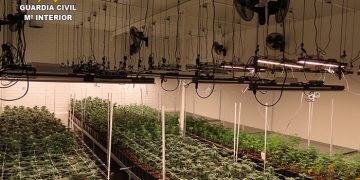 La Guardia Civil de Cuenca localiza una nave con más de 1400 plantas de marihuana en el Polígono Los Palancares