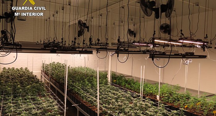 La Guardia Civil de Cuenca localiza una nave con más de 1400 plantas de marihuana en el Polígono Los Palancares 1 La Guardia Civil de Cuenca localiza una nave con más de 1400 plantas de marihuana en el Polígono Los Palancares