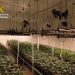 La Guardia Civil de Cuenca localiza una nave con más de 1400 plantas de marihuana en el Polígono Los Palancares