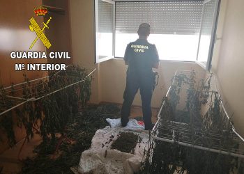 La Guardia Civil desmantela dos plantaciones de marihuana en Chiloeches y en Fuentenovilla 4 La Guardia Civil desmantela dos plantaciones de marihuana en Chiloeches y en Fuentenovilla