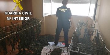 La Guardia Civil desmantela dos plantaciones de marihuana en Chiloeches y en Fuentenovilla