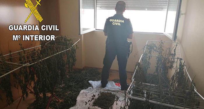 La Guardia Civil desmantela dos plantaciones de marihuana en Chiloeches y en Fuentenovilla 1 La Guardia Civil desmantela dos plantaciones de marihuana en Chiloeches y en Fuentenovilla