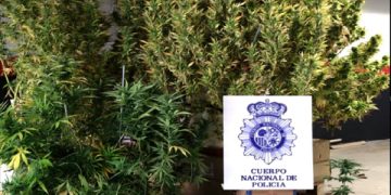 La Policía Nacional detiene a un varón que cultivaba marihuana en las zonas comunitarias de un edificio de Cuenca