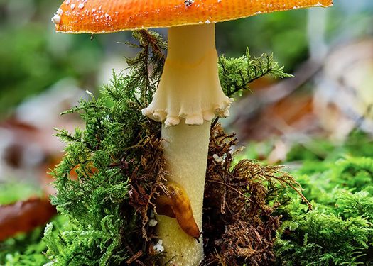 Si va a coger setas, estas son las que debería evitar 1 Amanita caesarea