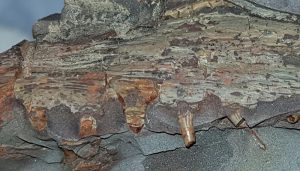 Aparecen restos fósiles de especies de anfibios y tiburones de más de 300 millones de años en una cantera y dos minas de Puertollano