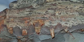 Aparecen restos fósiles de especies de anfibios y tiburones de más de 300 millones de años en una cantera y dos minas de Puertollano