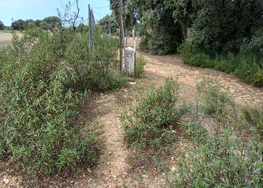 Ecologistas en Acción alerta de que el Ayuntamiento de Cabanillas del Campo vende un camino vecinal por 0,15 € el metro cuadrado 1 Ecologistas en Acción alerta de que el Ayuntamiento de Cabanillas del Campo vende un camino vecinal por 0,15 € el metro cuadrado