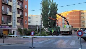 El Ayuntamiento de Cuenca actúa sobre el arbolado de la ciudad para garantizar la seguridad de la ciudadanía