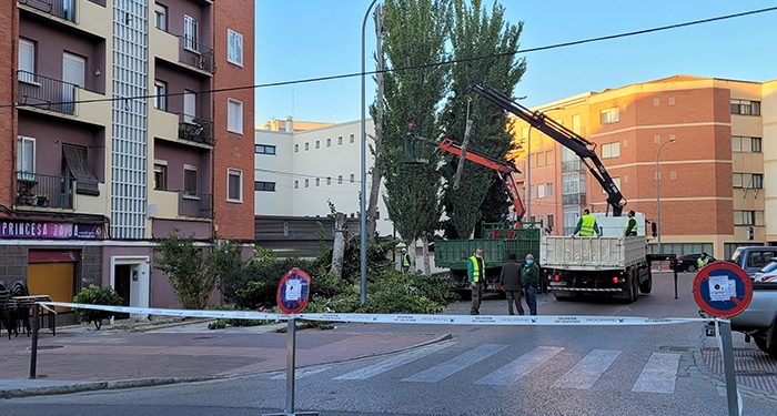 El Ayuntamiento de Cuenca actúa sobre el arbolado de la ciudad para garantizar la seguridad de la ciudadanía