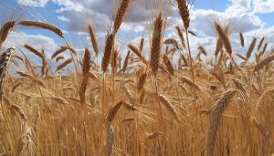 El Gobierno regional abona 31,3 millones de euros del anticipo de la PAC en la provincia de Guadalajara