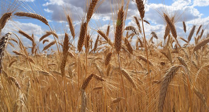 El Gobierno regional abona 31,3 millones de euros del anticipo de la PAC en la provincia de Guadalajara