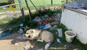 El Seprona localiza 15 perros en Poveda de la Sierra en condiciones higiénico sanitarias muy deficientes