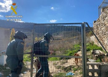 El Seprona localiza 15 perros en Poveda de la Sierra en condiciones higiénico sanitarias muy deficientes