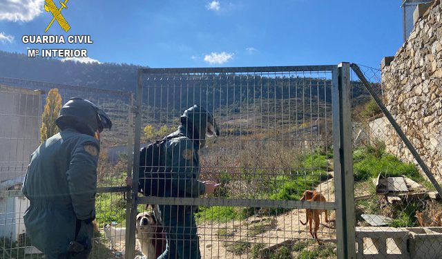 El Seprona localiza 15 perros en Poveda de la Sierra en condiciones higiénico sanitarias muy deficientes
